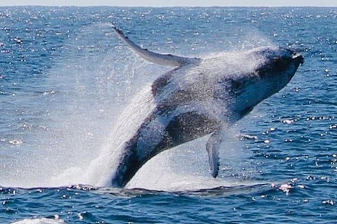 Whale Watching Cruise From Redcliffe, Brisbane Or The Sunshine Coast - Tourism TAS 9