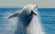 Whale Watching Cruise From Redcliffe, Brisbane Or The Sunshine Coast - thumb 10