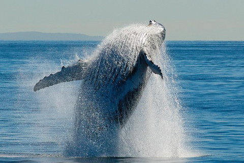Whale Watching Cruise From Redcliffe, Brisbane Or The Sunshine Coast - Tourism TAS 10