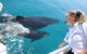Whale Watching Cruise From Redcliffe, Brisbane Or The Sunshine Coast - thumb 1