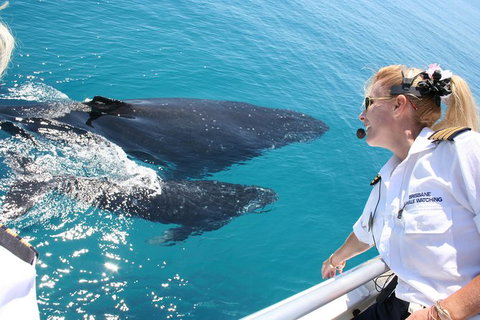 Whale Watching Cruise From Redcliffe, Brisbane Or The Sunshine Coast - Tourism TAS 1