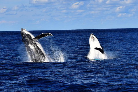 Whale Watching Cruise From Redcliffe, Brisbane Or The Sunshine Coast - Tourism TAS 5