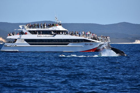 Whale Watching Cruise From Redcliffe, Brisbane Or The Sunshine Coast - Tourism TAS 2