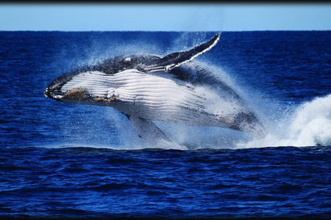 Whale Watching Cruise From Redcliffe, Brisbane Or The Sunshine Coast - Tourism TAS 8