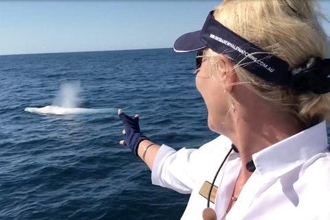 Whale Watching Cruise From Redcliffe, Brisbane Or The Sunshine Coast - Tourism TAS 4