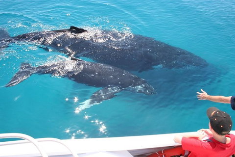 Whale Watching Cruise From Redcliffe, Brisbane Or The Sunshine Coast - Tourism TAS 3