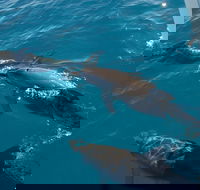 Fraser Island  Dolphin Sailing Adventure - Tourism TAS