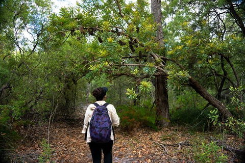 Pack-free Camping: Lake McKenzie Central Hike - 2 Days - Tourism TAS 1