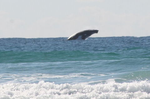 10-Day Surf Adventure From Brisbane To Sydney Including Coffs Harbour, Byron Bay And Gold Coast - Hobart Tourism 6