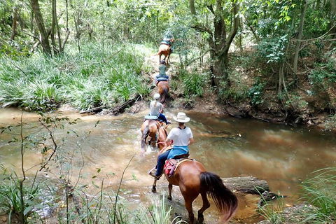 Country Day Ride From Mt Goomboorian With Rainbow Beach Horse Rides - Tourism TAS 1