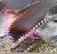 2hr Animal Tour - Tourism TAS