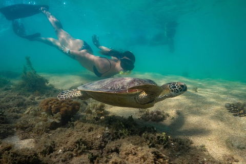 Half Day Low Isles Snorkelling Tour From Port Douglas - Tourism TAS 6