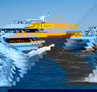 Spirit of Hervey Bay Whale Watching Cruise - Tourism TAS