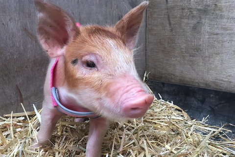 Half Day Animal Tour - Tourism TAS 3