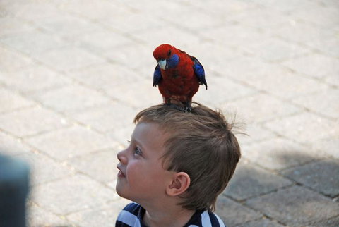 O'Reilly's Lamington National Park And Treetop Canopy Tour - Tourism TAS 7