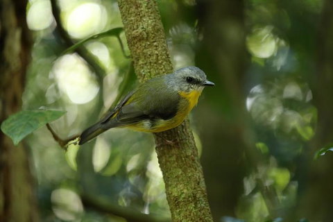 O'Reilly's Lamington National Park And Treetop Canopy Tour - Tourism TAS 3