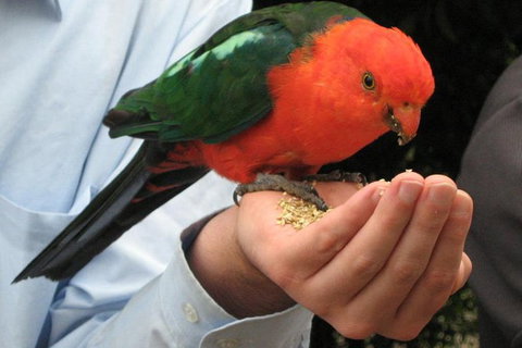 O'Reilly's Lamington National Park And Treetop Canopy Tour - Tourism TAS 1