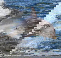 Noosa Oceanrider Scenic Dolphin Safari - Tourism TAS