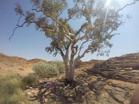 Kings Canyon Day Trip From Ayers Rock - Hobart Tourism 3