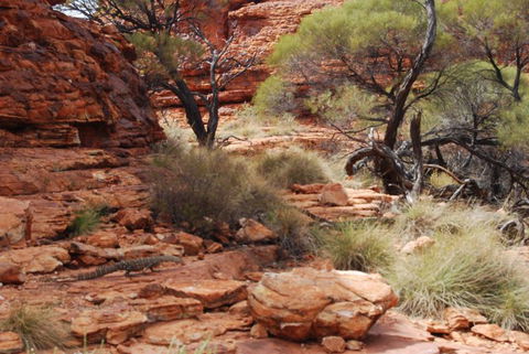 Kings Canyon Day Trip From Ayers Rock - Hobart Tourism 24
