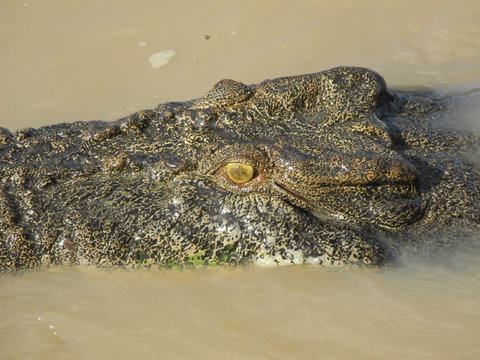 Darwin Jumping Crocodiles Cruise On Adelaide River - Hobart Tourism 4