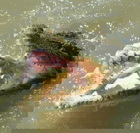 Darwin Jumping Crocodiles Cruise on Adelaide River - Hobart Tourism