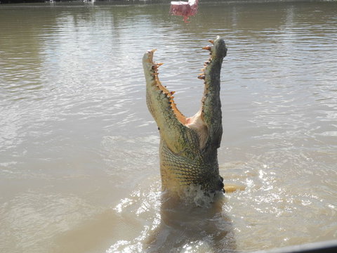 Darwin Jumping Crocodiles Cruise On Adelaide River - Hobart Tourism 5