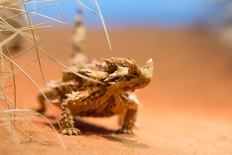 Alice Springs Desert Park General Entry Ticket - Tourism TAS 8