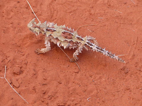 Alice Springs Highlights Half-Day Tour - Hobart Tourism 5