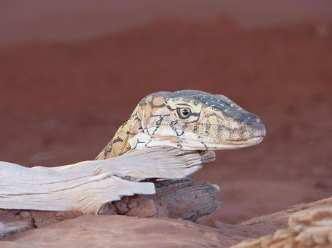 Alice Springs Highlights Half-Day Tour - Hobart Tourism 6