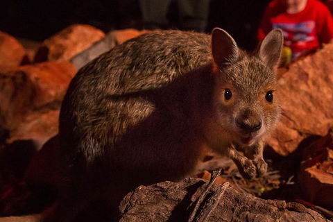 Alice Springs Desert Park Nocturnal Tour - Tourism TAS 2