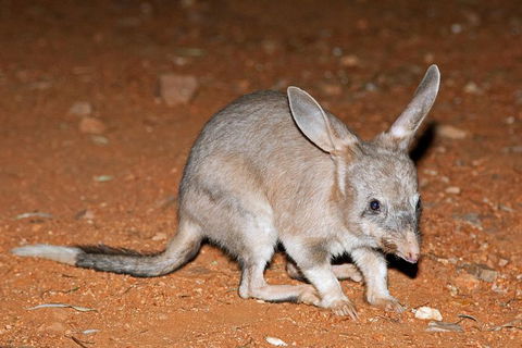 Alice Springs Desert Park Nocturnal Tour - Tourism TAS 4
