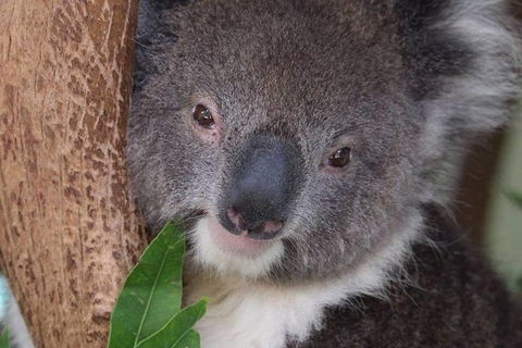 All Inclusive Blue Mountains Small-Group Day Trip From Sydney - Tourism TAS 1