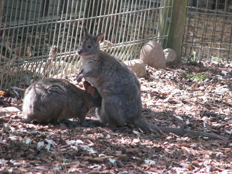 All Inclusive Blue Mountains Small-Group Day Trip From Sydney - Tourism TAS 19