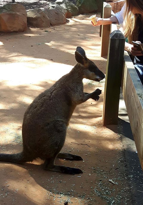 All Inclusive Blue Mountains Small-Group Day Trip From Sydney - Tourism TAS 25