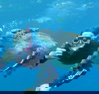 3-Hour Sea Turtle Snorkeling Experience in Byron Bay - Hobart Tourism