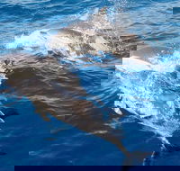 Port Stephens Day Tour From Sydney Including 4WD Sandboarding and Dolphins - Tourism TAS