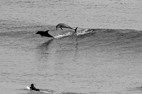 7-Day Byron Bay, Evans Head And Moonee Beach Surf Safari From Brisbane, Gold Coast Or Byron Bay - Hobart Tourism 6