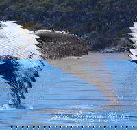 Whale Watching Jervis Bay