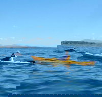 Whale Watching by Sea Kayak in Batemans Bay