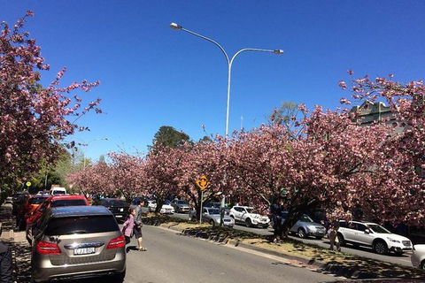 All-Day Blue Mountains Private Tour With Professional Guide For Up To 4 People - Tourism TAS 16