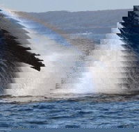 Jervis Bay Whale Watching Tour
