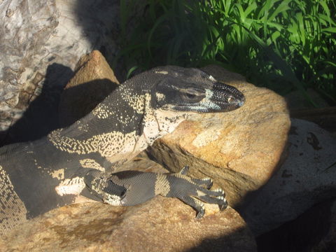 Armadale Reptile Centre - Hobart Tourism 0