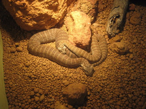 Armadale Reptile Centre - Hobart Tourism 1