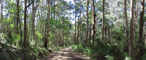Blue Range Camping And Picnic Area - Hobart Tourism 2