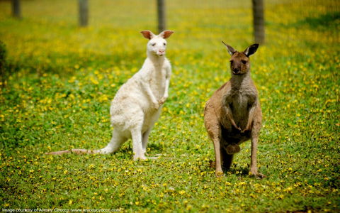 Bordertown Wildlife Park - Hobart Tourism 0