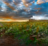 Capella - Tourism TAS