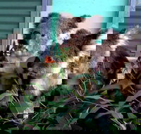 Cohunu Koala Park - Tourism TAS