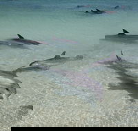 Dolphins of Monkey Mia - Tourism TAS