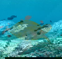 Flinders Reef Dive Site - Tourism TAS